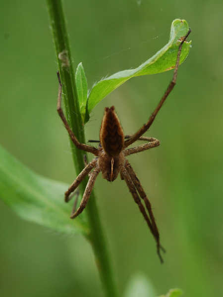 Pisaura sp.